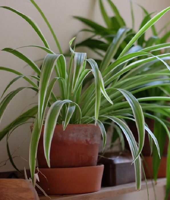 plantas trepadoras